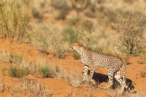 Cheetah