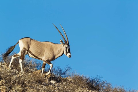 Gemsbok