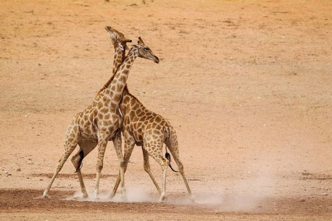 Southern Giraffes