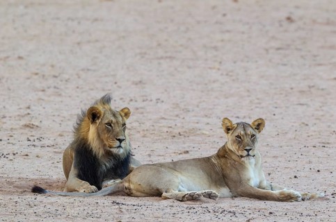 Black-maned lions