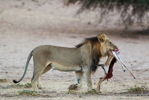 Black-maned lion
