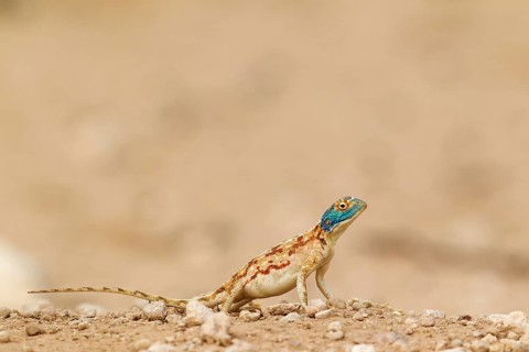Ground Agama