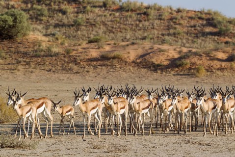 Springboks