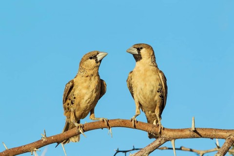 Sociable Weavers
