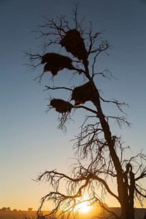 Large communal nests of Sociable Weavers