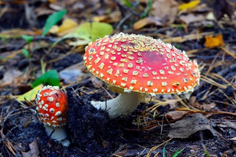 Fly agarics