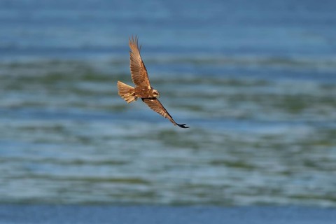 Western marsh-harrier