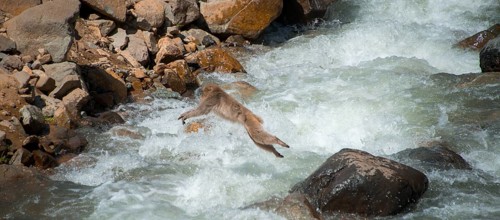 Japanese macaque