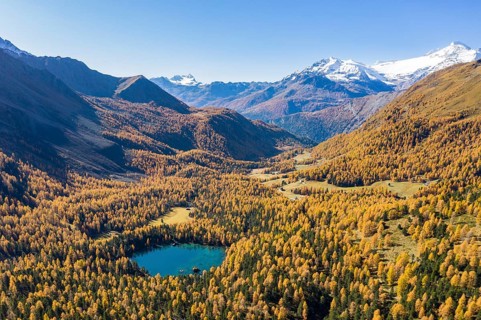 Autumn larch forest in Val di Campo