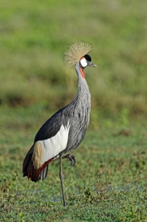 Gray crowned-crane