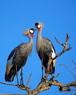 Gray crowned-cranes