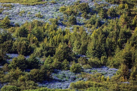 Flowering blue Lupins