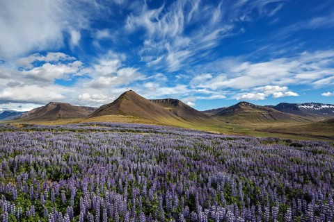 Blue flowering Nootka lupins