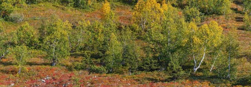 Autumnal mountain landscape with dwarf shrubs and downy birches