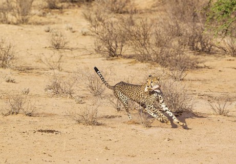 Cheetah