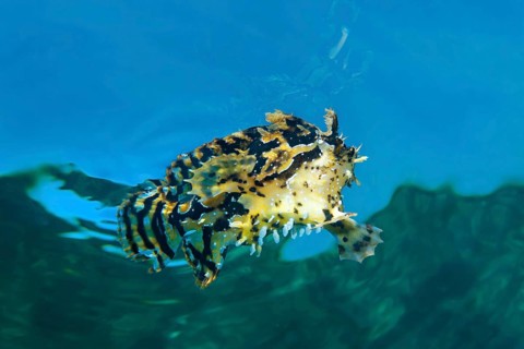 Sargassum fish