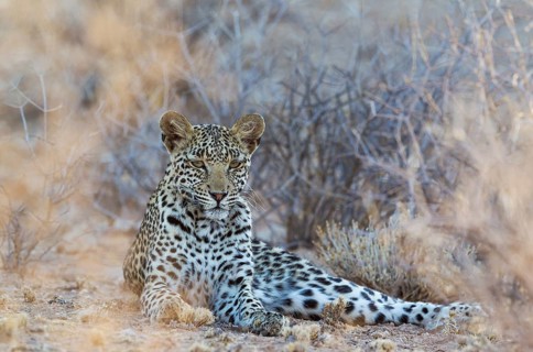 Leopard