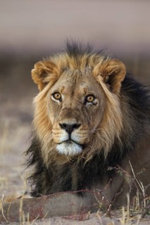 Black-maned lion