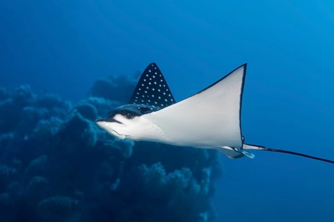 Spotted eagle ray