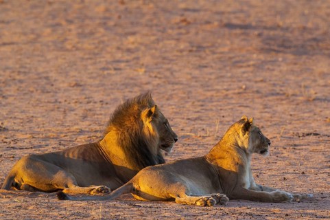 Black-maned lions