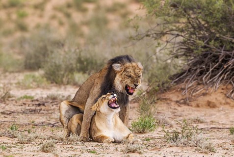 Black-maned lions