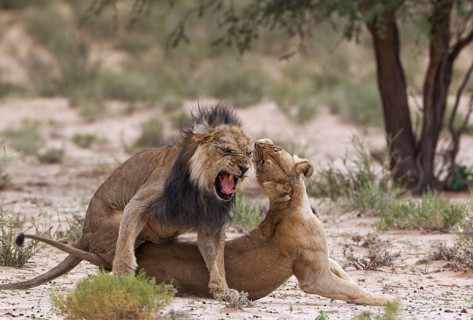 Black-maned lions