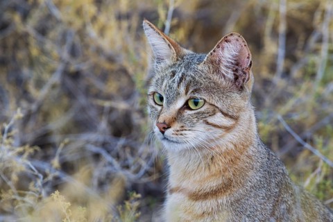 African Wildcat