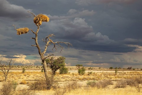 Large communal nests of Sociable Weavers