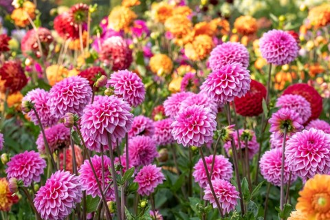Bed with garden dahlias