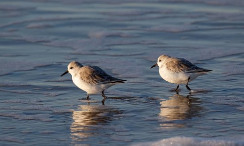 Sanderlings