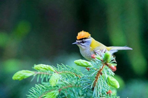 Common firecrest