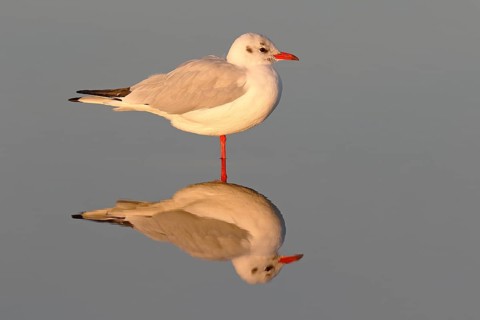 Black-headed gull