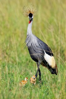 Gray crowned-crane