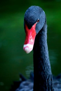 Black swan