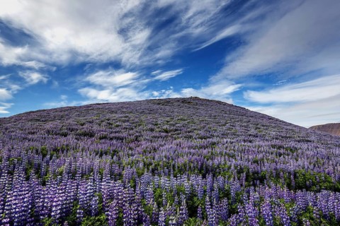 Mountain slope with blue flowering Nootka lupins