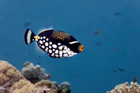 Clown triggerfish