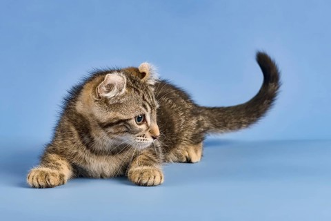 Breedcat American Curl