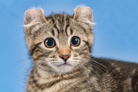 Breedcat American Curl