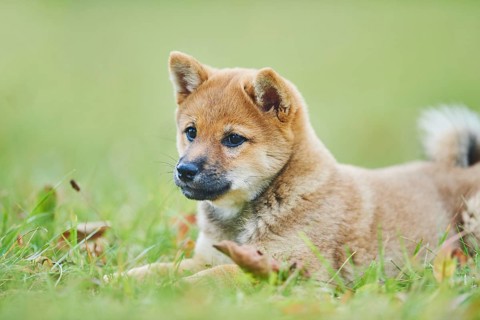 Shiba