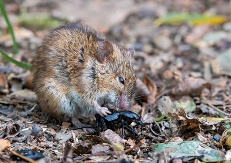 Striped field mouse
