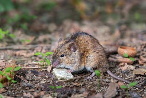 Striped field mouse
