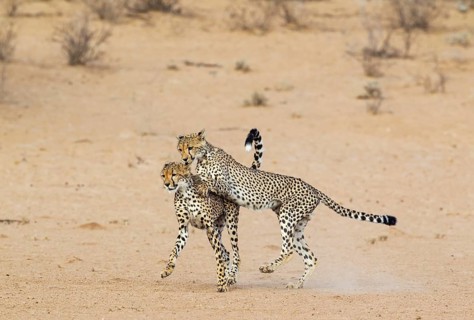 Cheetah