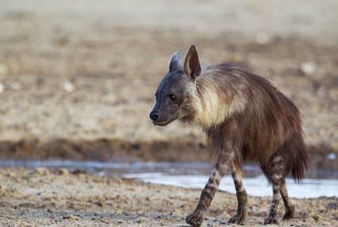 brown hyena