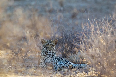 Leopard