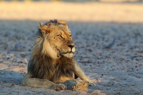 Black-maned lion