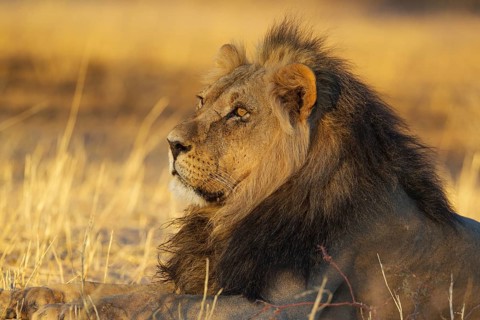 Black-maned lion