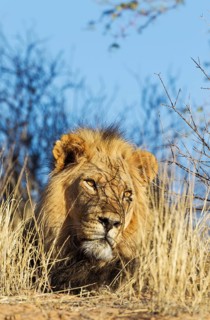 Black-maned lion
