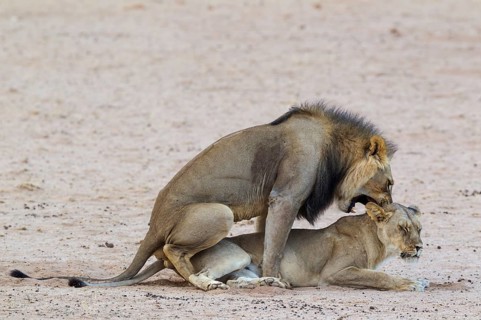 Black-maned lions