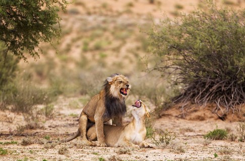 Black-maned lions