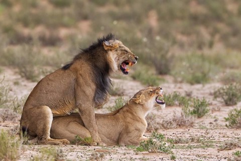Black-maned lions